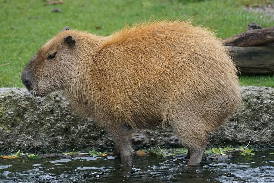 capybara coklat, capybara, hewan pengerat, herbivora, hewan pengerat terbesar, seperti babi, hydrochoerus hydrochaeris, margasatwa, hewan, mamalia