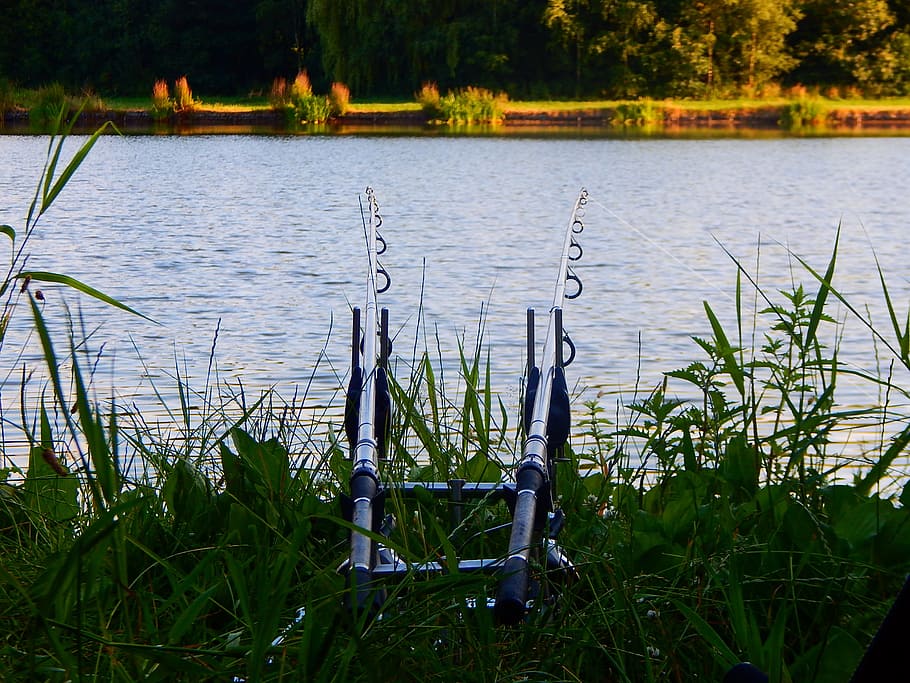 fishing rod, fish, water, nature, plant, grass, lake, tranquility, growth, beauty in nature