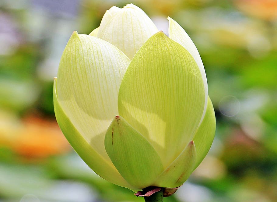 dangkal, fotografi fokus, hijau, putih, bunga, siang hari, lotus, bunga lotus, lotus blossom, nelumbo