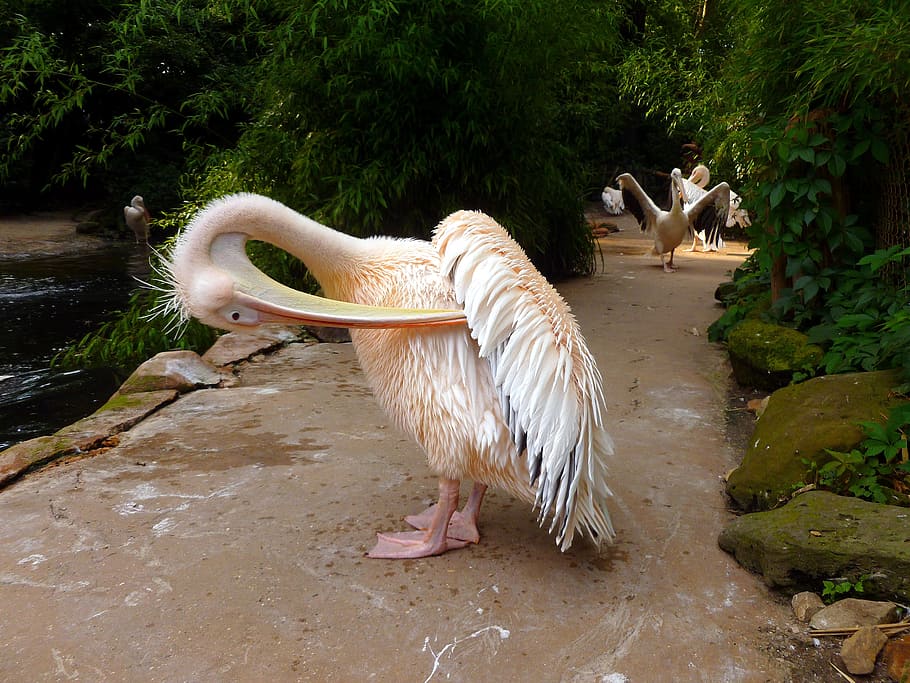pelikan, white pelican, water bird, heraldic animal, pink, bird, animal, feather, nature, plumage