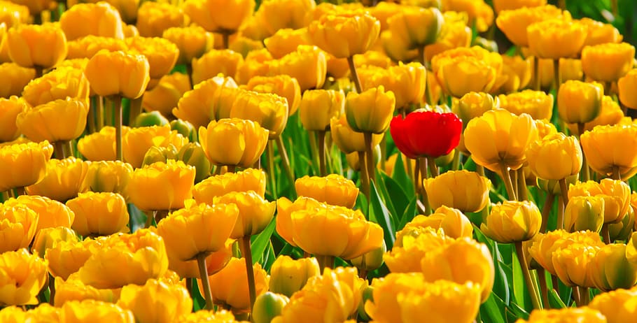 yellow, red, tulips field, tulips, flowers, beautiful, bright, background, color, colorful