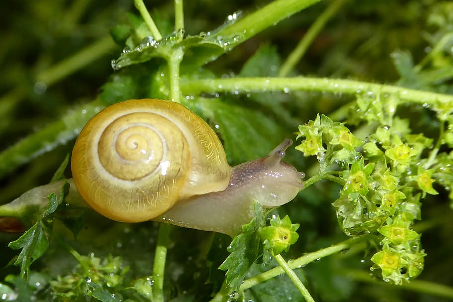 snail, shell, slowly, spiral, nature, slimy, animal, mollusk, gastropod, crawling