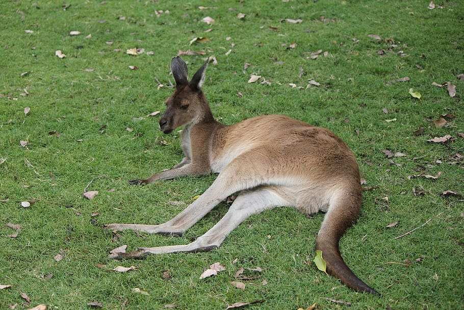Kanguru, Australia Barat, australia, luar, liar, berkantung, alam, rumput, satu hewan, hewan liar