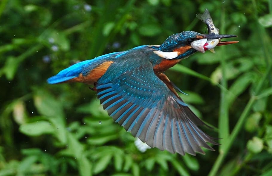 azul, naranja, pájaro, pescado, superficial, fotografía de enfoque, martín pescador, pesca, lago, colores