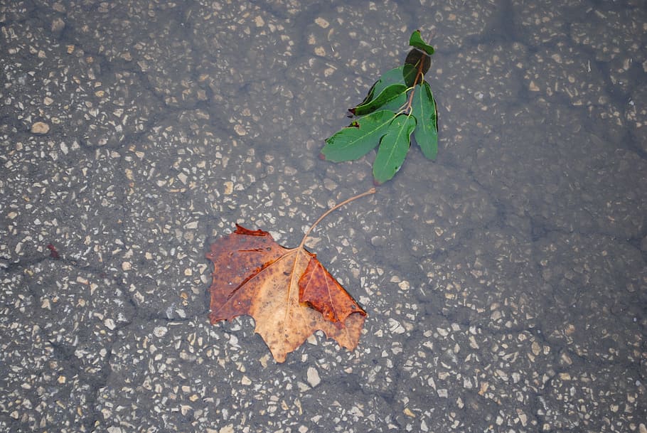 leaves, water, nature, green, leaf, plant, spring, drop, environment, rain
