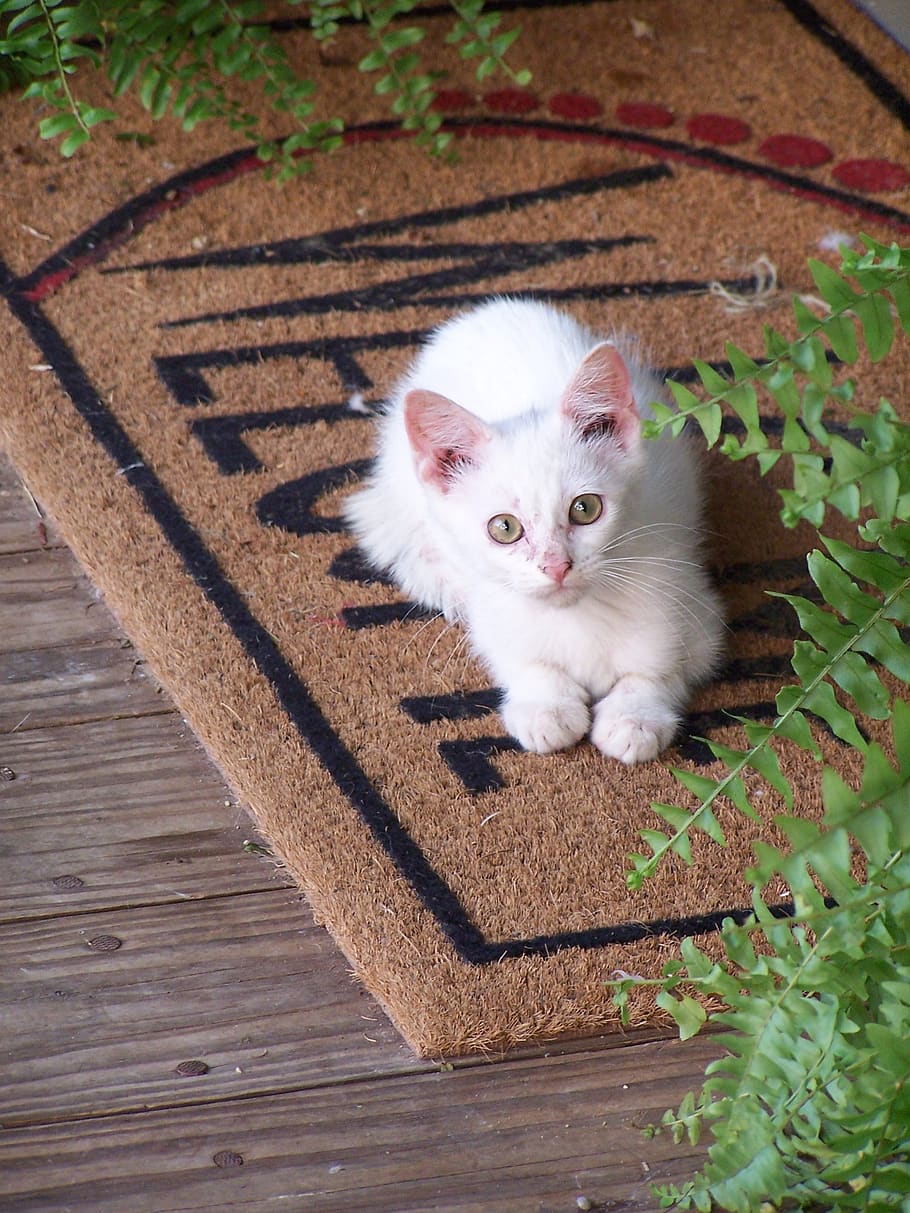 kitty, feline, cat, kitten, pet, funny, mat, white, furry, foliage
