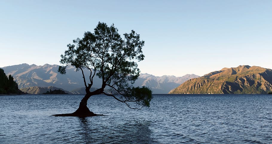Tree, Lake Wanaka, NZ, body of water, lonely, viewing, mountain, daytime, water, beauty in nature