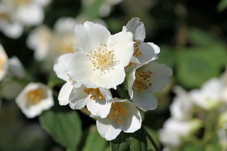 jasmine, morning bloom, blossom, white flower, freshness, nature, flower, plant, petal, close-up