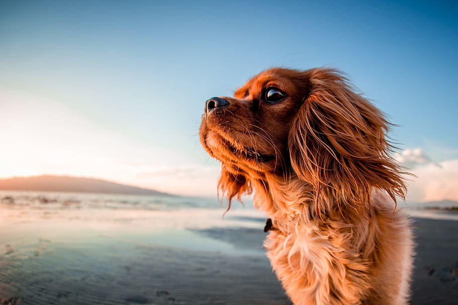 tiro, cachorro, praia, Closeup, na praia, natureza, animal, animais, cães, natural
