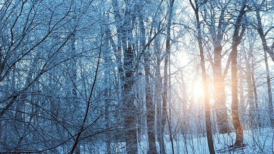 snow season, trees, golden, hour, snow, season, golden hour, winter, 2017, sunset