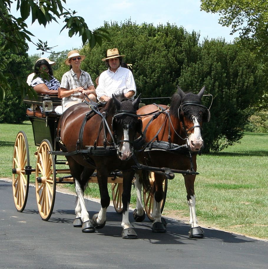 horses, carriage, tourist, transportation, cart, travel, coach, elegance, harness, ride