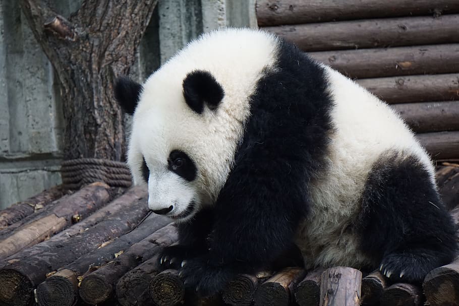 panda on plank, panda, adult panda, big panda, wild, animal, adult, wildlife, cute, white