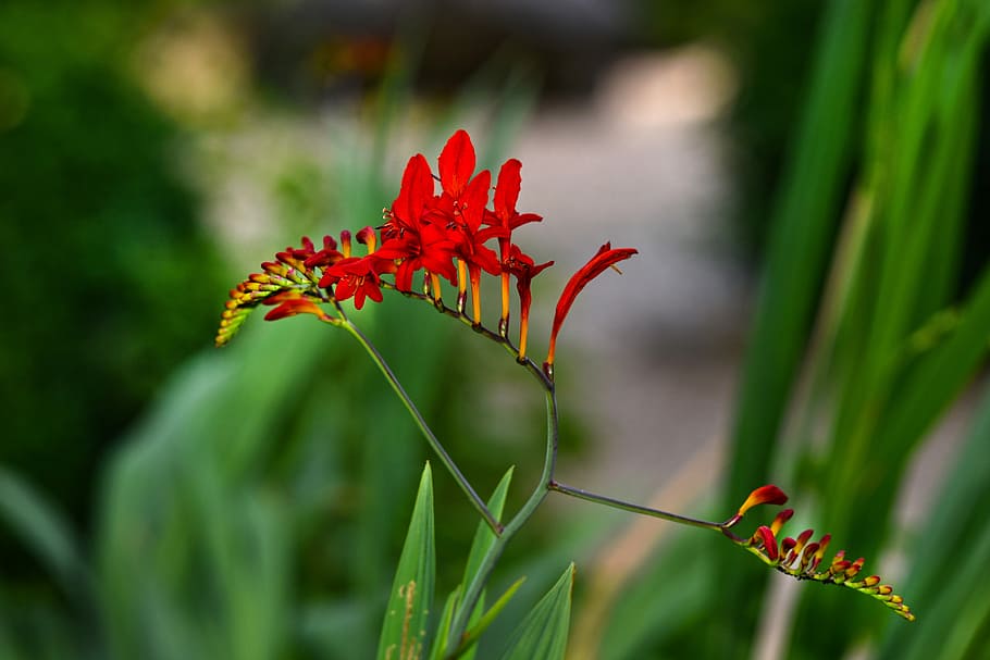 superficial, fotografía de enfoque, rojo, flores, montbretia, rey rojo, flor, planta, crocosmia, caducifolio