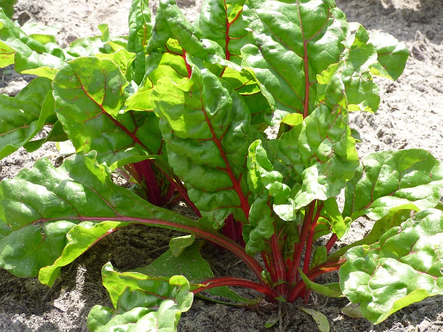 green, leafed, vegetable, soil, swiss chard, plant, kitchen garden, plants, food, growing