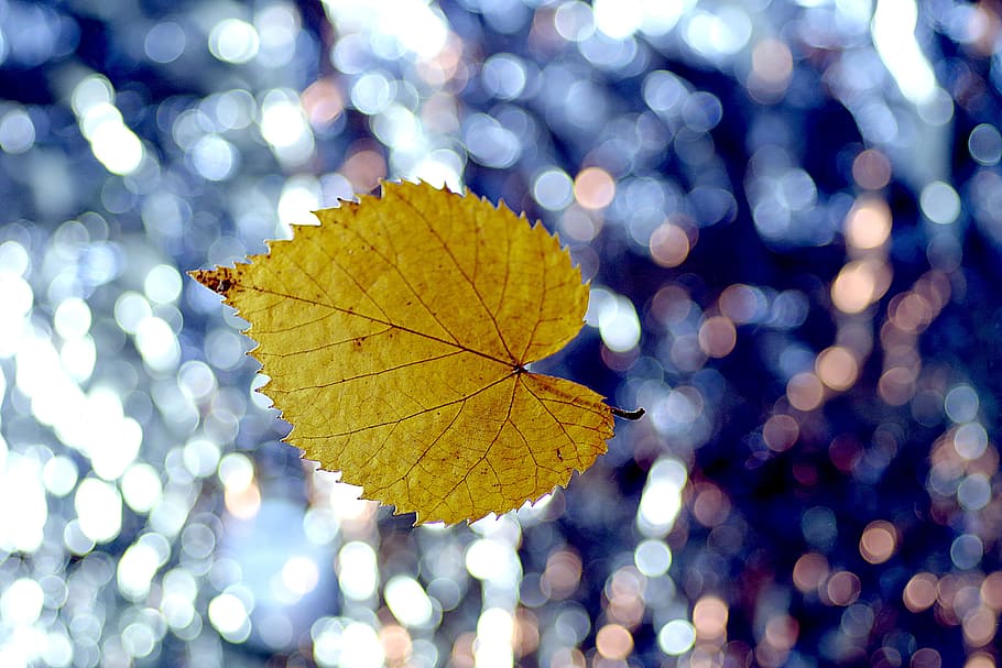 leaf, lipa, yellow, colorful background, single, gold, autumn, symbol, ornament, blur