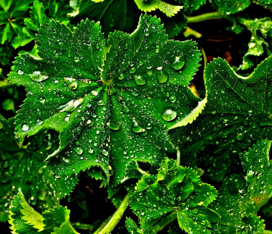 leaf, drip, wet, raindrop, drop of water, avens, geum rivale, roses, rosaceae, plant