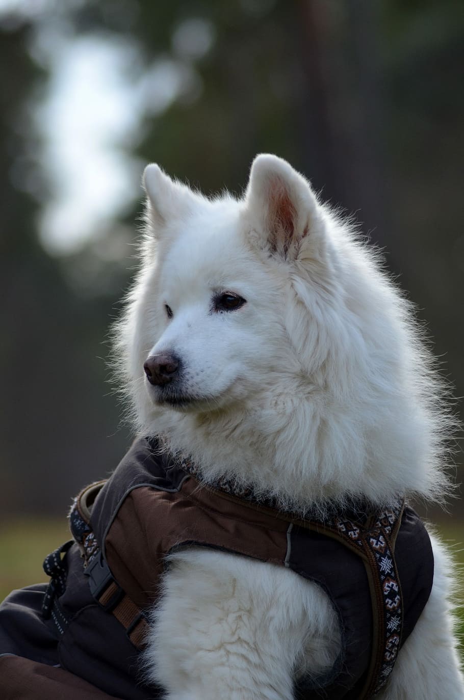 samoyed, tala, dog, sled dog, snow dog, portrait, winter, snow, fur, pet