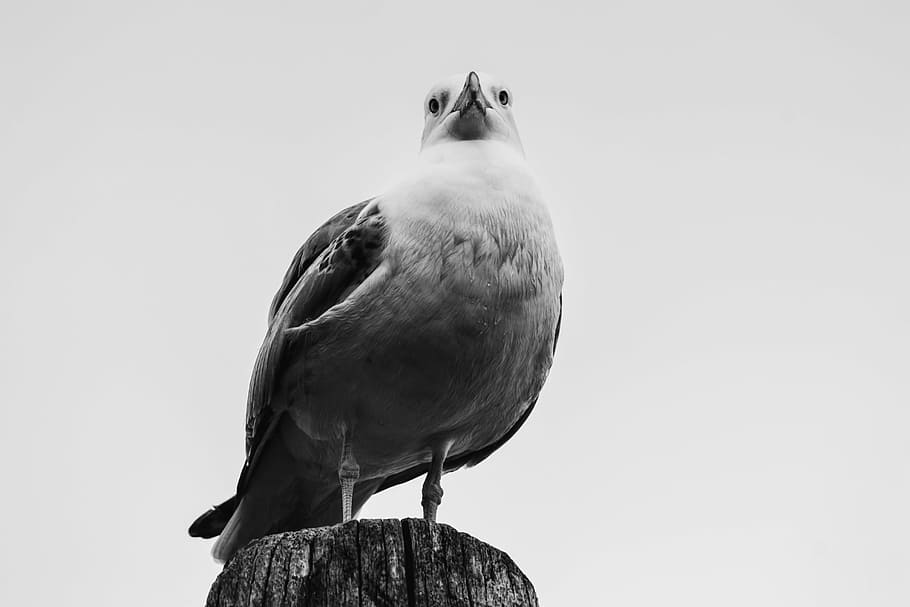 white bird, grayscale, photography, seagull, bird, wood, animal, pet, sky, one animal