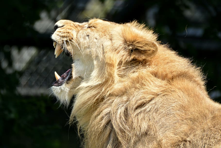 shallow, focus photography, howling, lion, animal, mammal, predator, feline, yawn, teeth