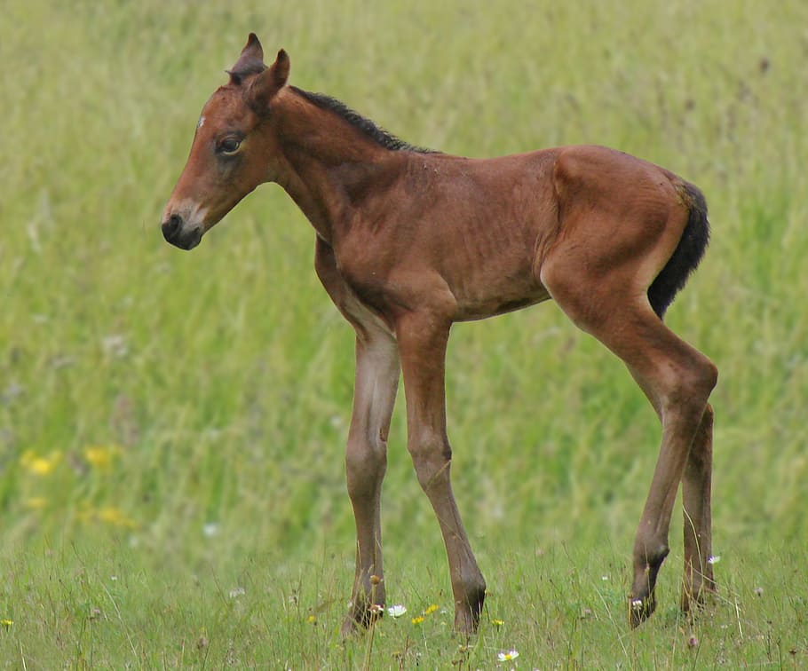 brown, young, horse, ground, animals, foal, bai, french saddle, animal, nature