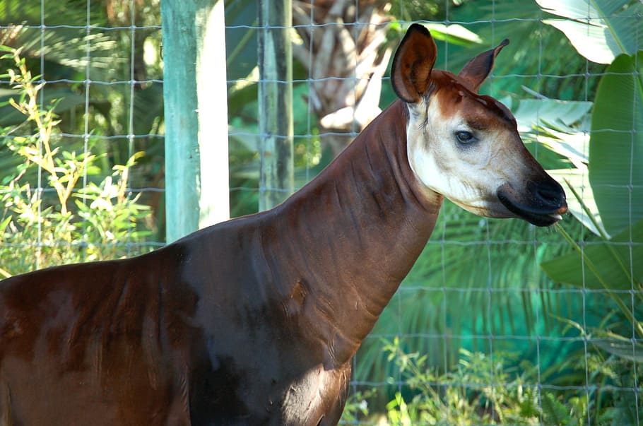okapi, animal, brown, white, stripes, hoofed, zoo, head, tampa, lowry