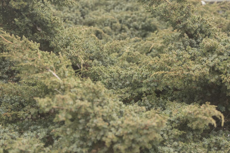 ambient, green, juniper, vegetation, plant, growth, green color, nature, day, tree