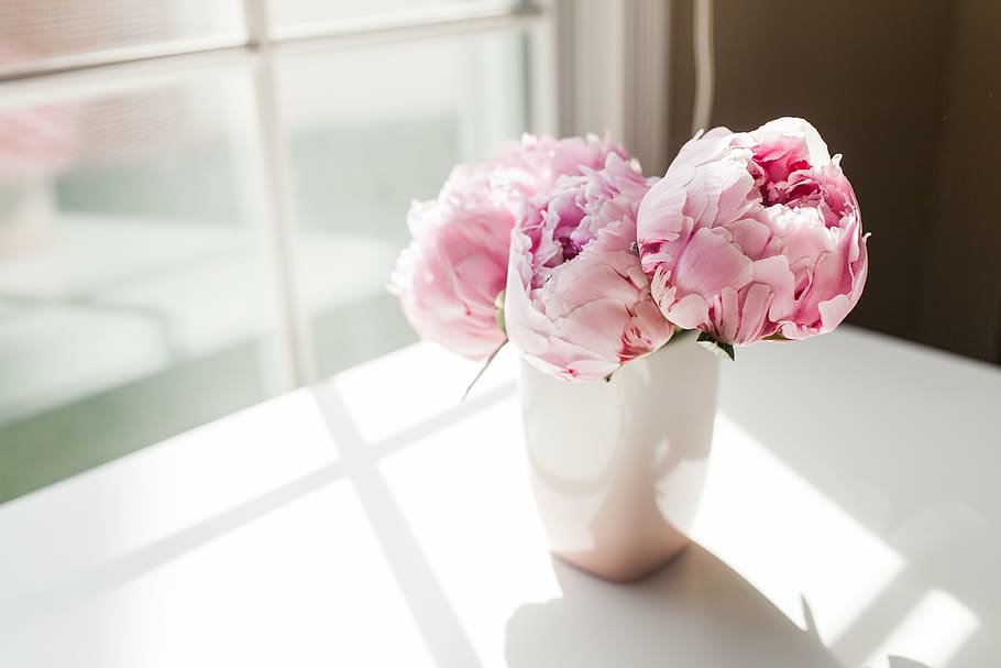 merah muda, bunga peony, putih, vas, peony, bunga, musim panas, karangan bunga, perayaan, warna pink