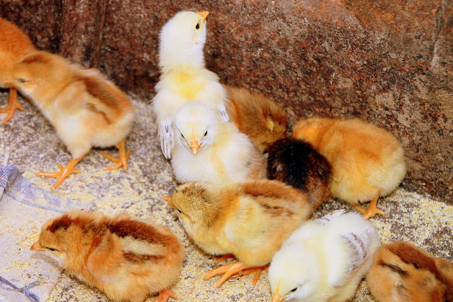 chicken, chicks, feeding, hen, mother, poultry, birds, animal, chicken - Bird, small