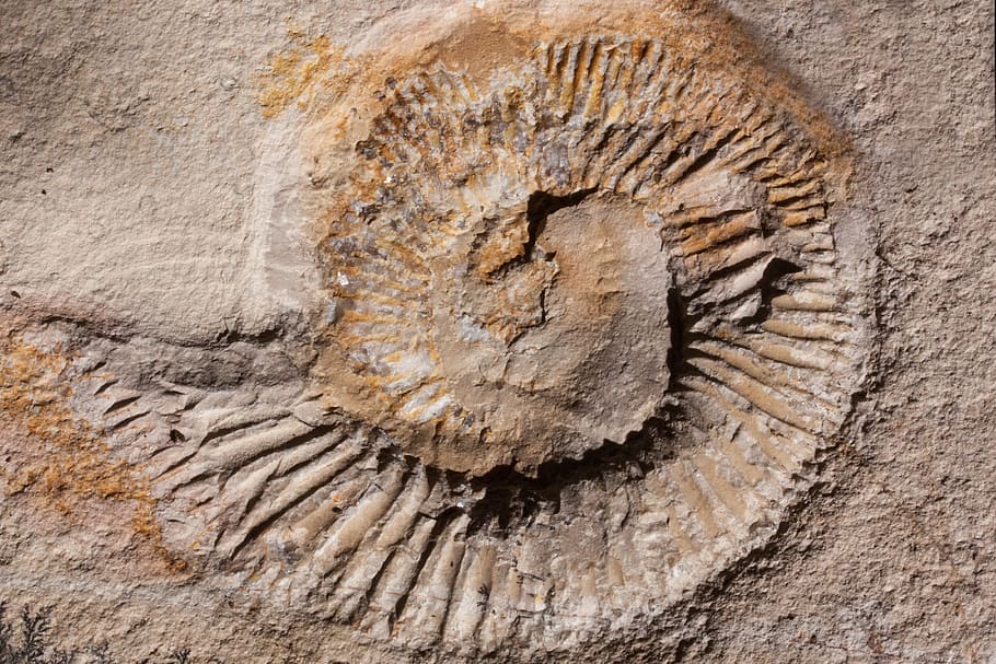 arena marrón, Ammonoidea, Extinta, ammonit, cefalópodos, fueron, moluscos, conchas, petrificados, petrificación