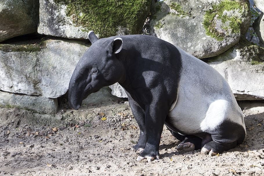 gray, black, 4-legged, animal, rock formation, malayan tapir, asian tapir, nature, tapir, herbivorous mammal