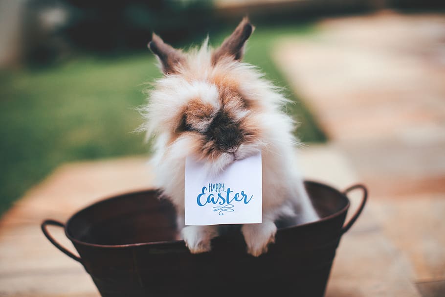 happy easter, sign, rabbit, bucket, pet, animal, easter, vacation, adorable, cute