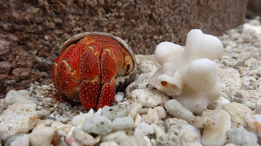 nature, beach, cancer, coral, holiday, animal wildlife, animal themes, animal, animals in the wild, shell