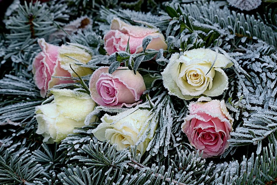 白, ピンク, ローズ, フラワーアレンジメント, 花, バラ, もみ, 横になっている, 冬, 冷ややかな