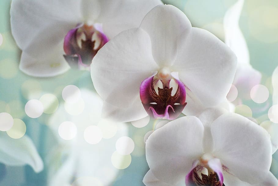shallow, photography, white, flowers, orchids, flower, nature, tropical, petal, bloom