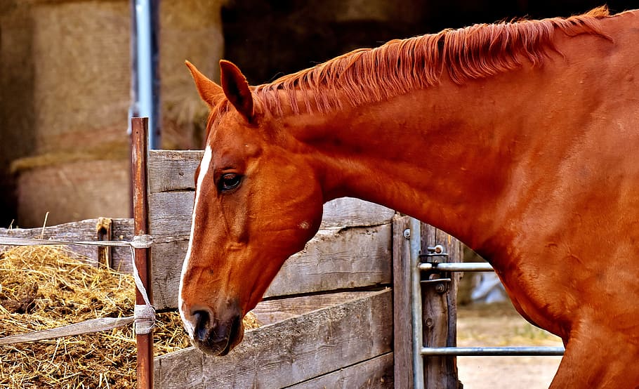 brown horse, Horse, Brown, Animal, animal world, stall, reitstall, farm, stable, ranch