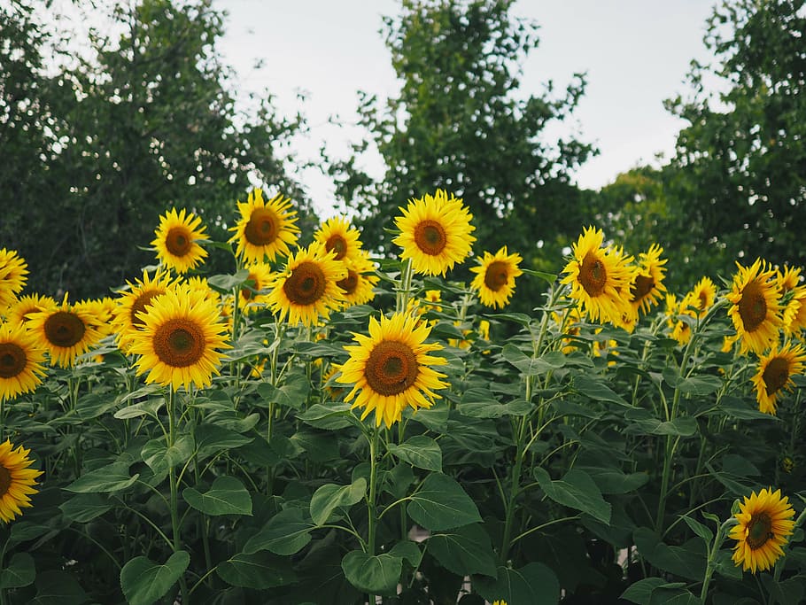 sunflower field, trees, sunflower, yellow, petal, field, farm, garden, nature, plant