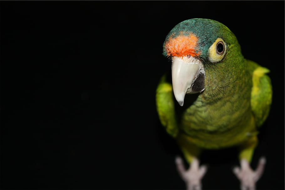 raso, fotografia de foco, verde, periquito, foco, fotografia, pássaro, papagaio, um animal, fundo preto