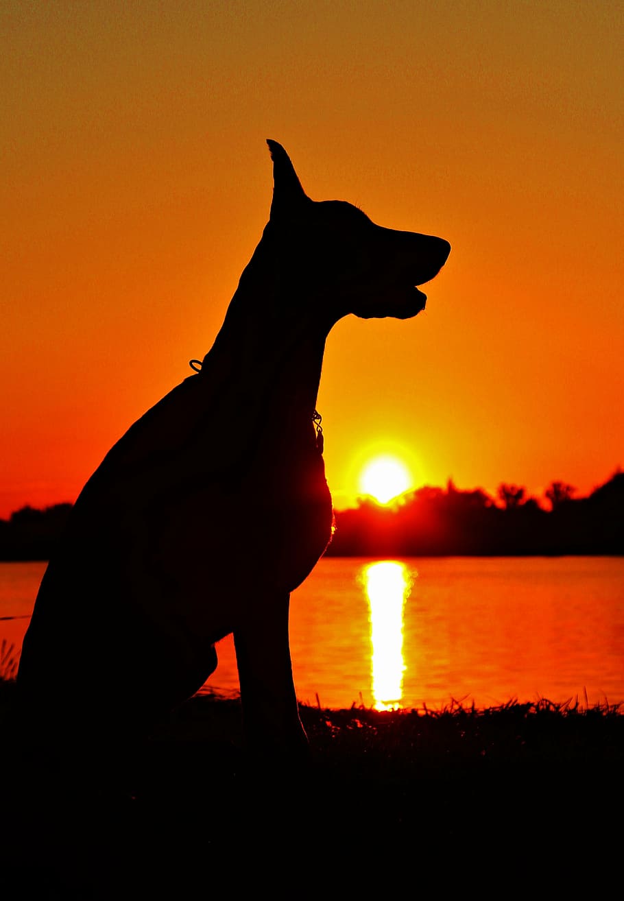 doberman, silueta, amanecer, sentado, perro, día, orilla del lago, puesta de sol, retroiluminación, naturaleza