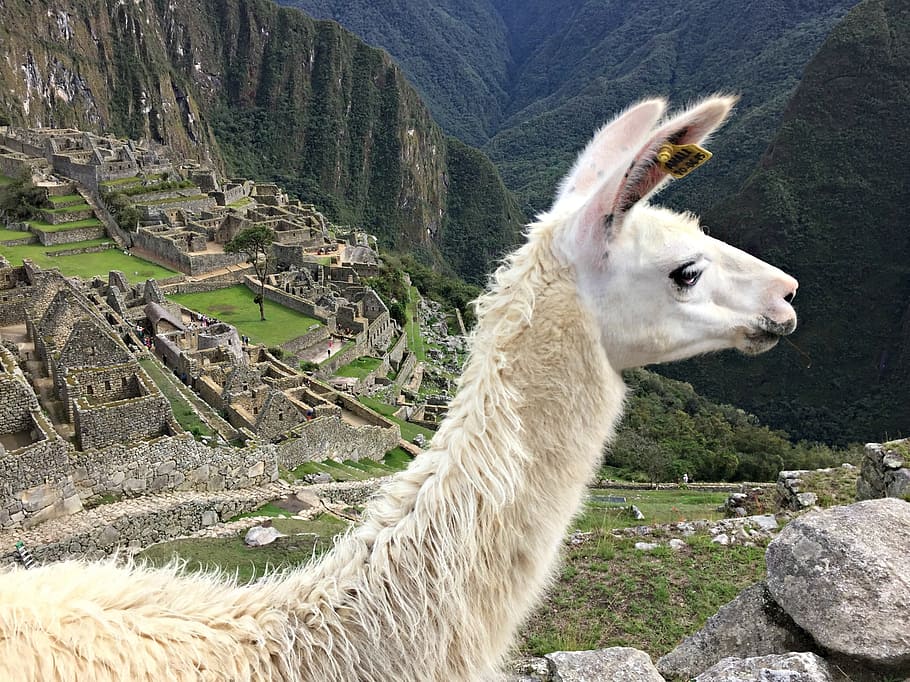 beige, brown, concrete, buildings, Llama, Machu Picchu, Peru, picchu, machu, inca