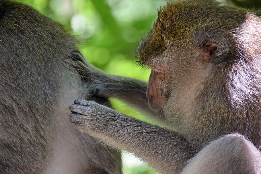 Bali, Indonésia, viajar, Ubud, floresta de macacos, macaco, natureza, animais, eliminar, pesquisa de piolhos