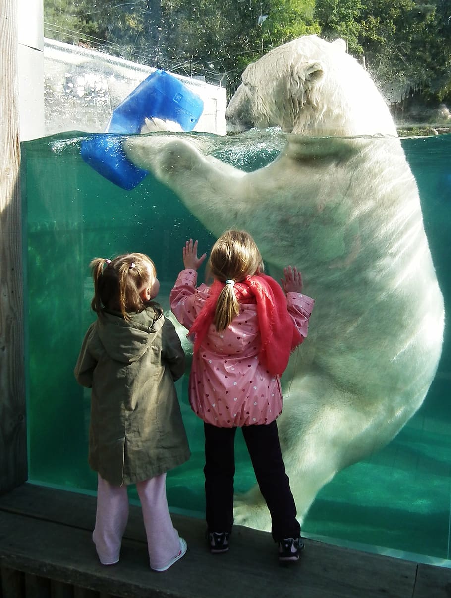 白, クマ, 保持, 青, プラスチック容器, ホッキョクグマ, 大, 子供, 比較, サイズ比較