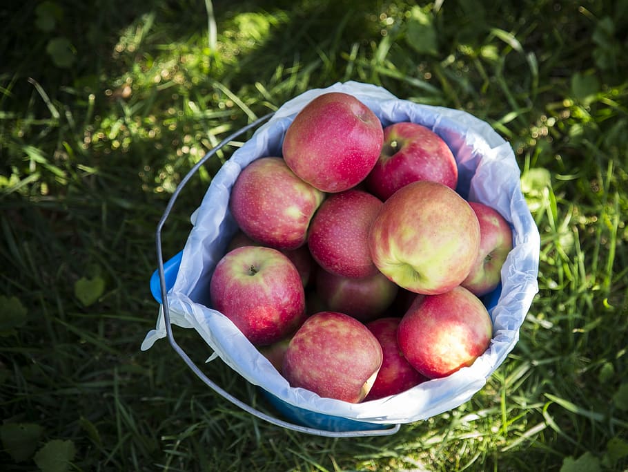 apples, basket, fruit, food, nature, green, red, agriculture, fresh, orchard