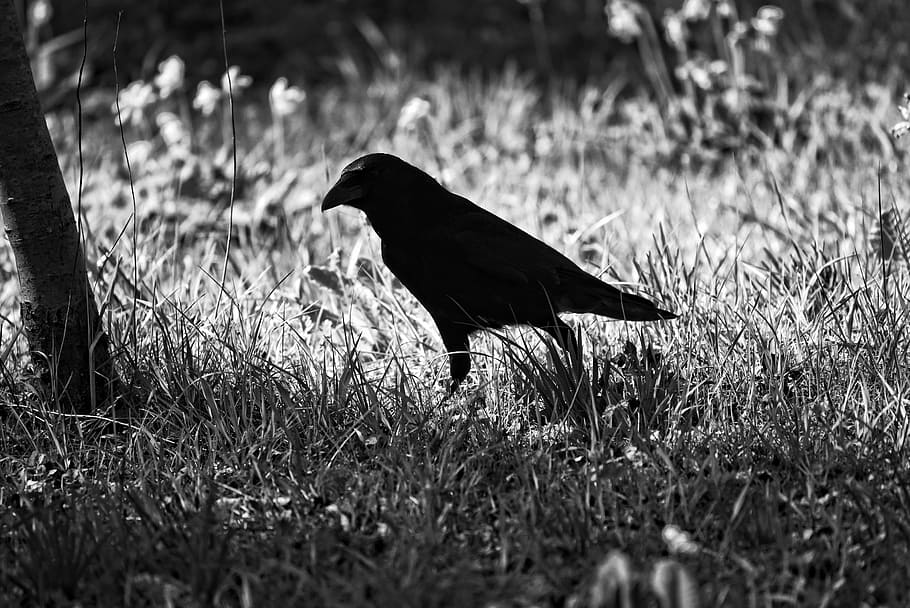 crow, bird, animal, corvus, corvidae, wildlife, feather, beak, leg, silhouette