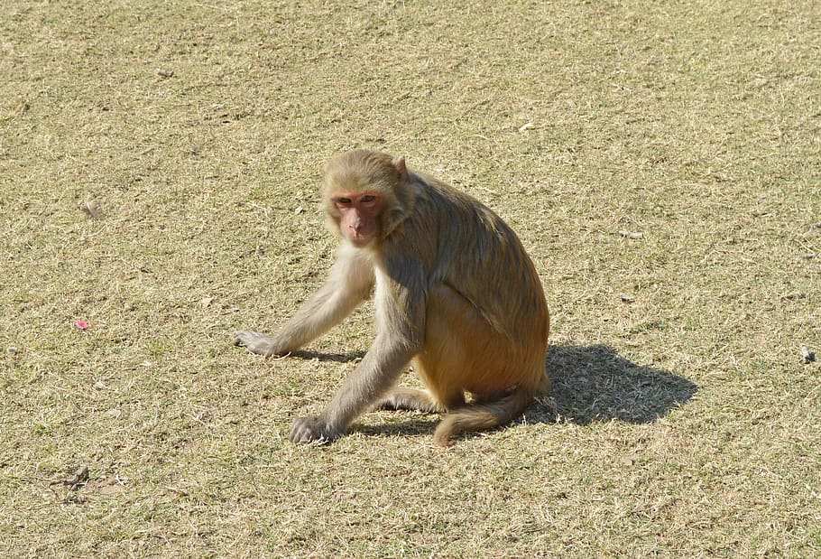 monkey, rhesus macaque, macaca mulatta, animal, primate, wildlife, india, one animal, animals in the wild, animal wildlife