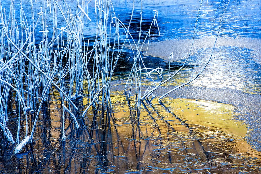 Reed, Ice, Cold, Cold, Winter, Frozen, Nature, ice, cold, winter, bank, ice cover
