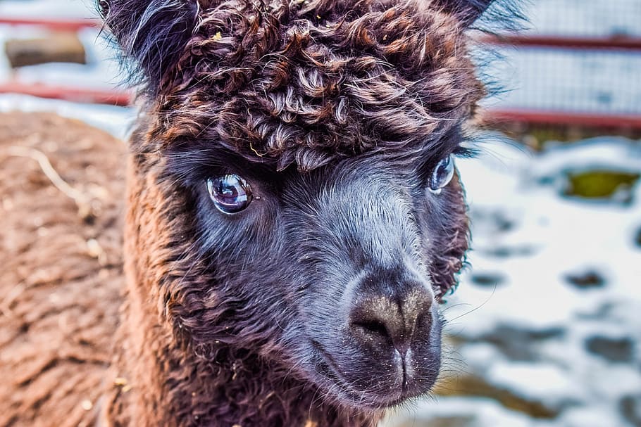 alpaca, animal, llama, mammal, nature, cute, peru, wool, one animal, animal themes