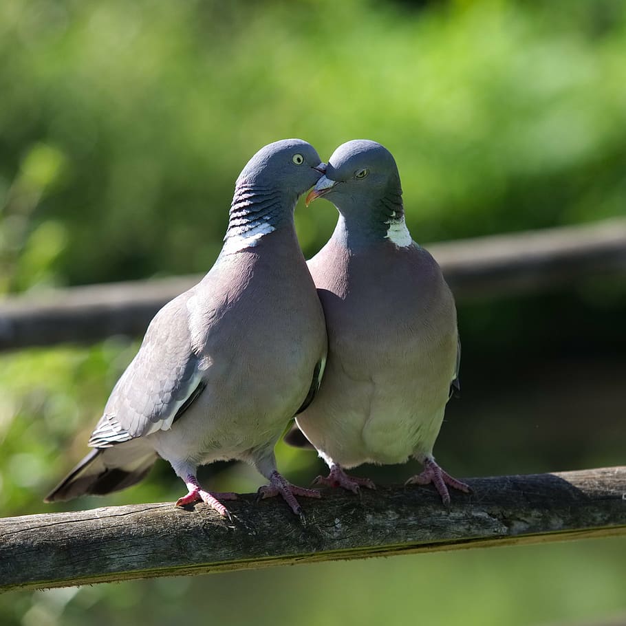two, gray, pigeons, daytime, pigeon, love, kiss, romance, bill, coo