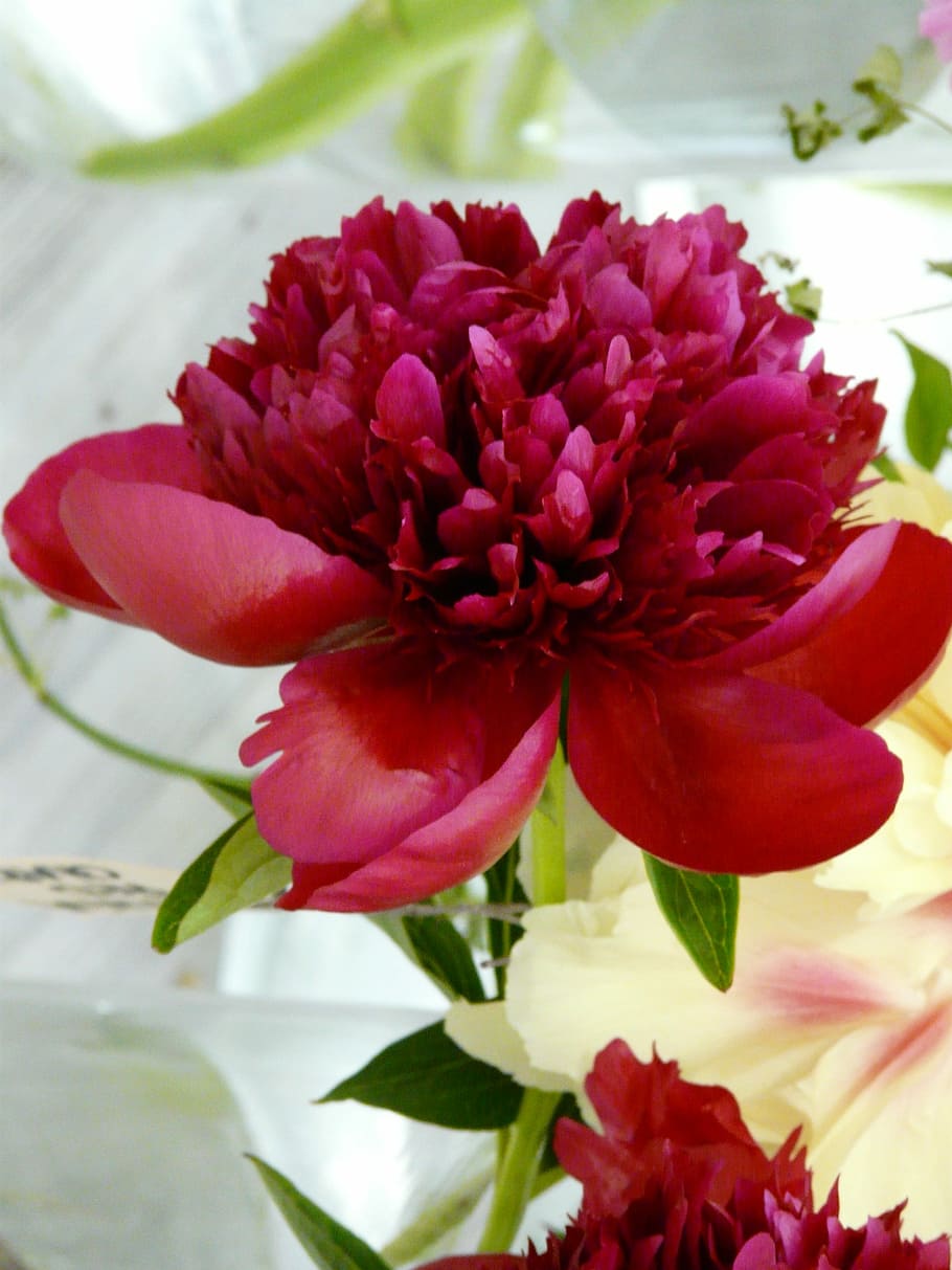 Flower, Blossom, Bloom, Peony, red, spring, nature, close-up, petal, flowering plant