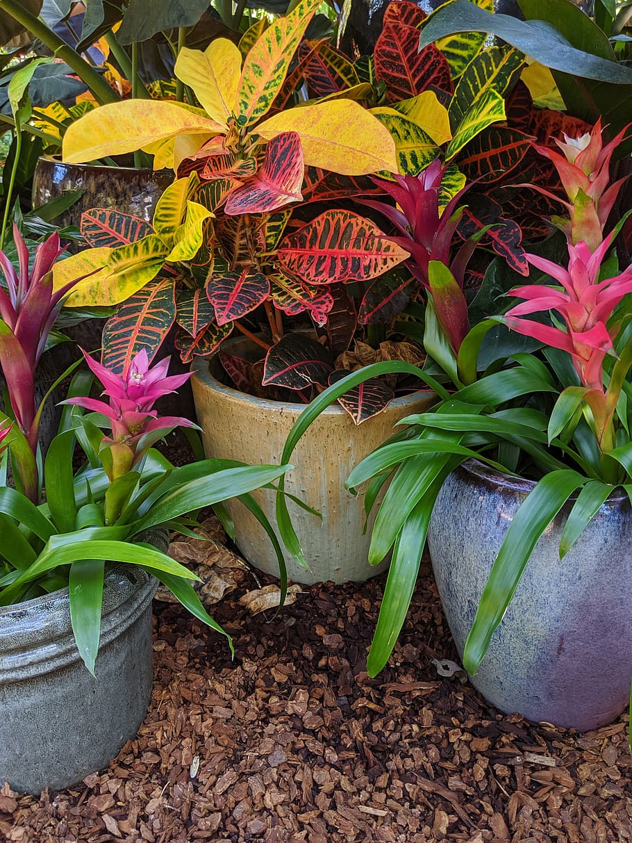 tropical foilage, bromeliads, colorful leaves, potted plants, bright colors, pink, growth, plant, plant part, leaf