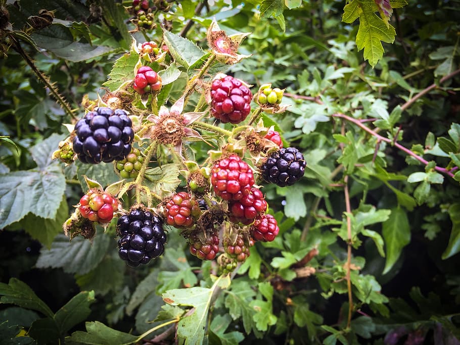 fruit, hedgerow, nature, red, green, plant, berry, flora, england, fall